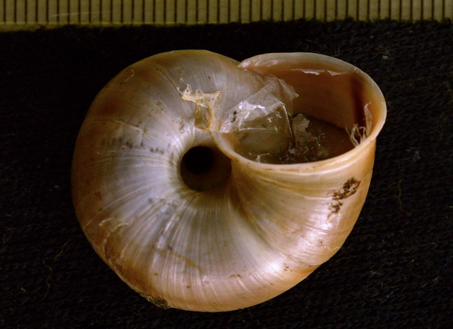 Chilostoma cingulatum di Avezzano